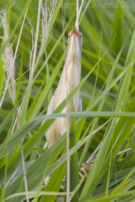Little Bittern - Ixobrychus minutus - Wouwaapje