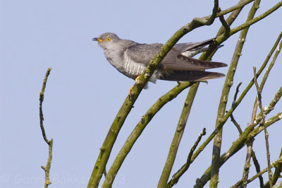 Common Cuckoo - Cuculus canorus