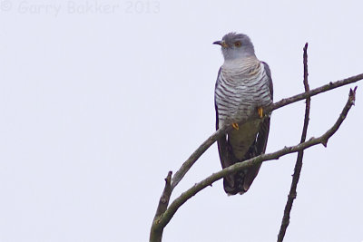 Common Cuckoo - Cuculus canorus