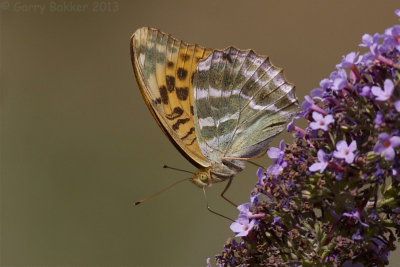Butterflies