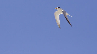 IMG_5424dwergstern212.jpg
