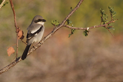 Desert Grey Shrike