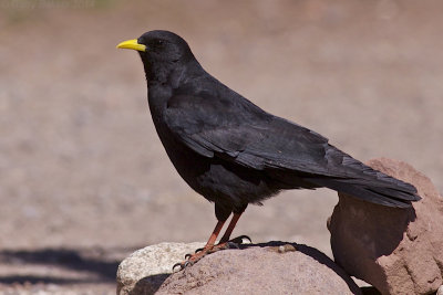 Yellow-billed Chough