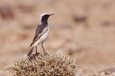 Red-rumped Wheatear