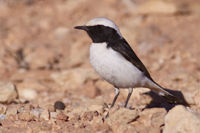 Maghreb Wheatear