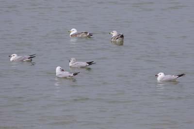 Audouin's Gulls