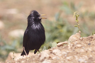 Spotless Starling