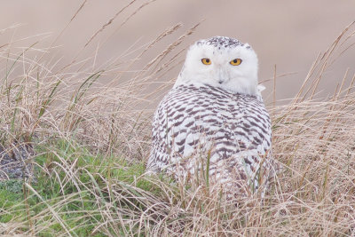 Snowy Owl - Bubo scandiaca