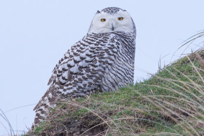 Snowy Owl - Bubo scandiaca