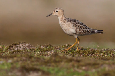 Buff-breasted Sandpiper - Tryngites subruficollis