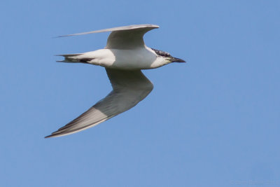 Gull-billed Tern - Sterna nilotica