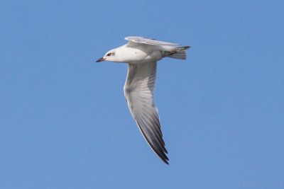 Gull-billed Tern - Sterna nilotica