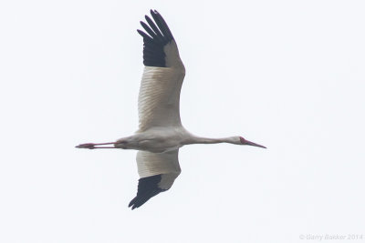 Siberian Crane - Grus leucogeranus