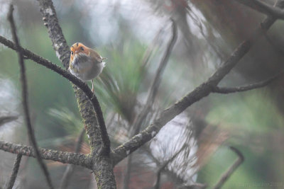 Rufous-faced Warbler - Abroscopus albogularis