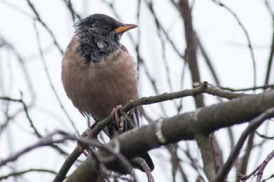 Rose-coloured Starling - Sturnus roseus