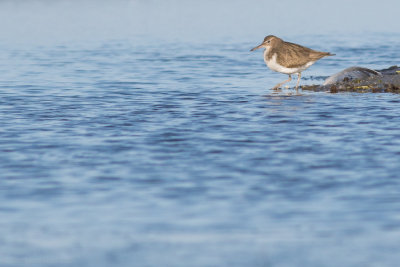 Spotted Sandpiper - Actitis macularius