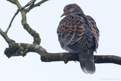Oriental Turtle Dove - Streptopelia orientalis