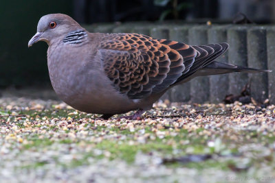 Oriental Turtle Dove - Streptopelia orientalis