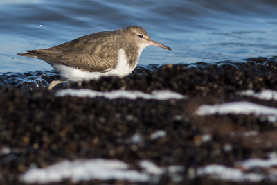Spotted Sandpiper - Actitis macularius