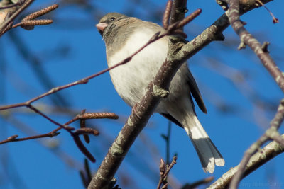 Dark-eyed Junco - Junco hyemalis