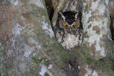 Rajah Scops Owl - Otus brookii
