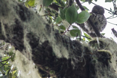 Sumatran Collared Owlet - Glaucidium brodiei periyum