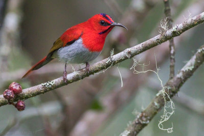 Temminck's Sunbird - Aethopyga temminckii