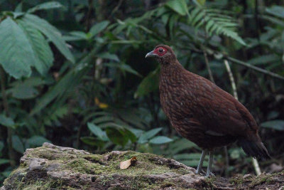 Salvadori's Pheasant - Lophura inornata