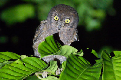 Simeulue Scops Owl - Otus umbra