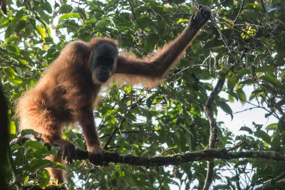 Gunung Leuser NP