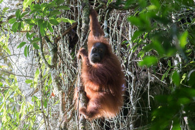 Sumatran Orangutan - Pongo abelii