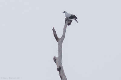 Silvery Pigeon - Columba argentina