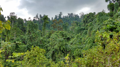 Primary forest on Simeulue Island, Aceh