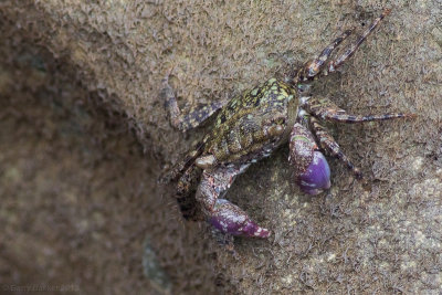 crab sp. on Simeulue