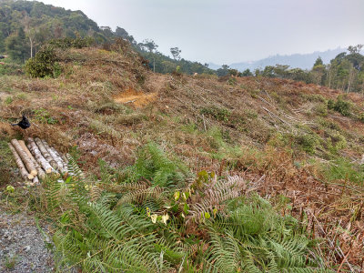 Cleared forest just beyond reserve boundary