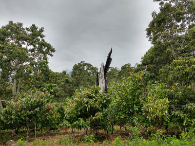 Cocoa with burnt forest remnant