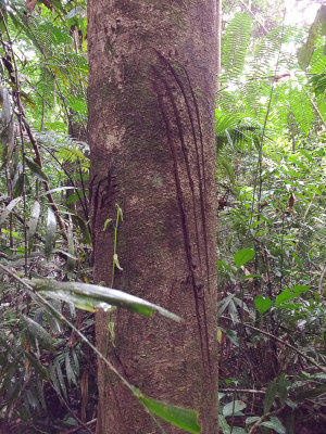 Nail marks of Sumatran Tiger