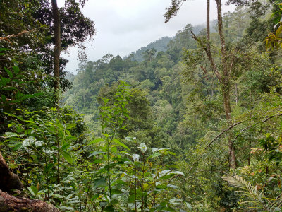 Forest at Gunung Kemiri