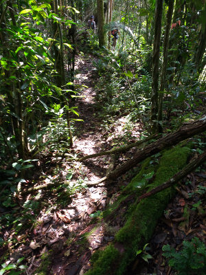 Gunung Kemiri forest trail