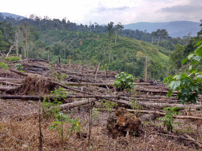 Gunung Kemiri forest clearance