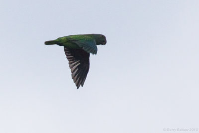 Simeulue Parrot - Psittinus [cyanurus] abbotti, female
