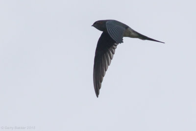 'Simeulue' Grey-rumped Treeswift - Hemiprocne longipennis perlonga 