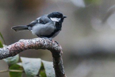 Cinerous Tit - Cinereous Tit - Parus cinereus ambiguus 