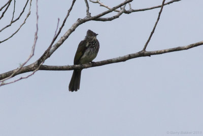 Cream-striped Bulbul - Pycnonotus leucogrammicus