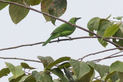 Sumatran Leafbird - Chloropsis media