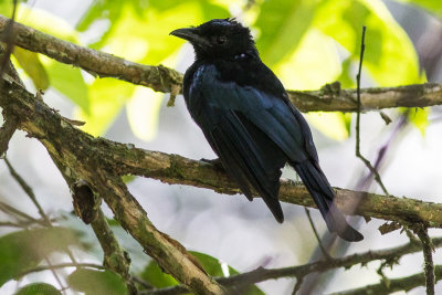 Sumatran Drongo - Dicrurus sumatranus