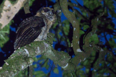Brown Wood Owl - Strix leptogrammica myrtha 
