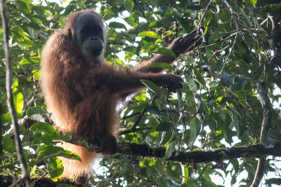 Sumatran Orangutan - Pongo abelii