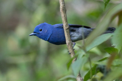 'Simeulue' Black-naped Monarch - Hypothymis azurea consobrina