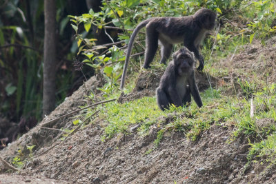 Simeulue Long-tailed Macaque - Macaca fascicularis fuscus